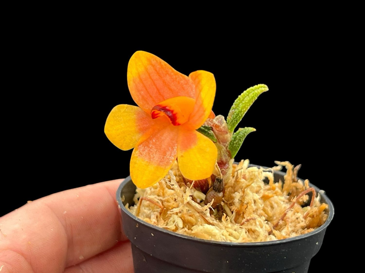 Dendrobium cuthbertsonii var Pepe Orchid