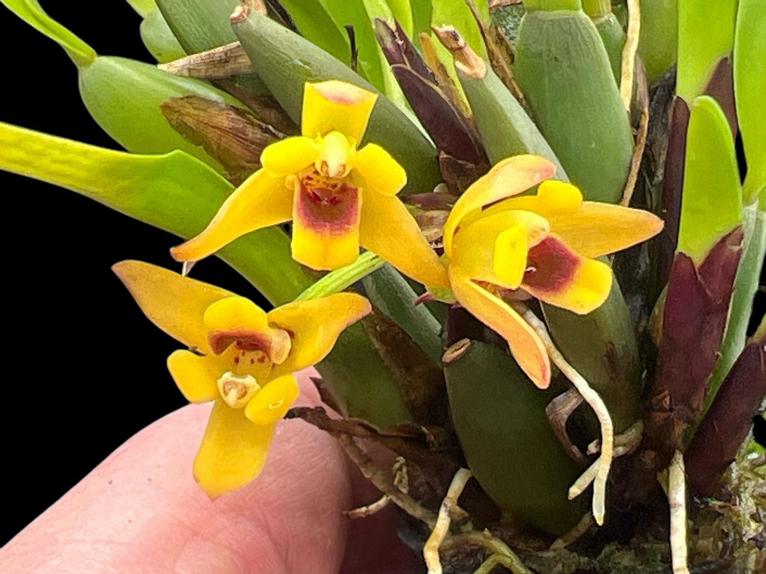 Maxillaria variabilis (Yellow) Orchid