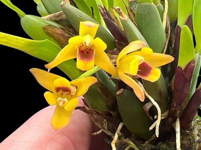 Maxillaria variabilis (Yellow) Orchid