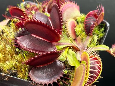 Dionaea muscipula Assorted Cultivar Fresh Seeds (10+ Per Pack) 