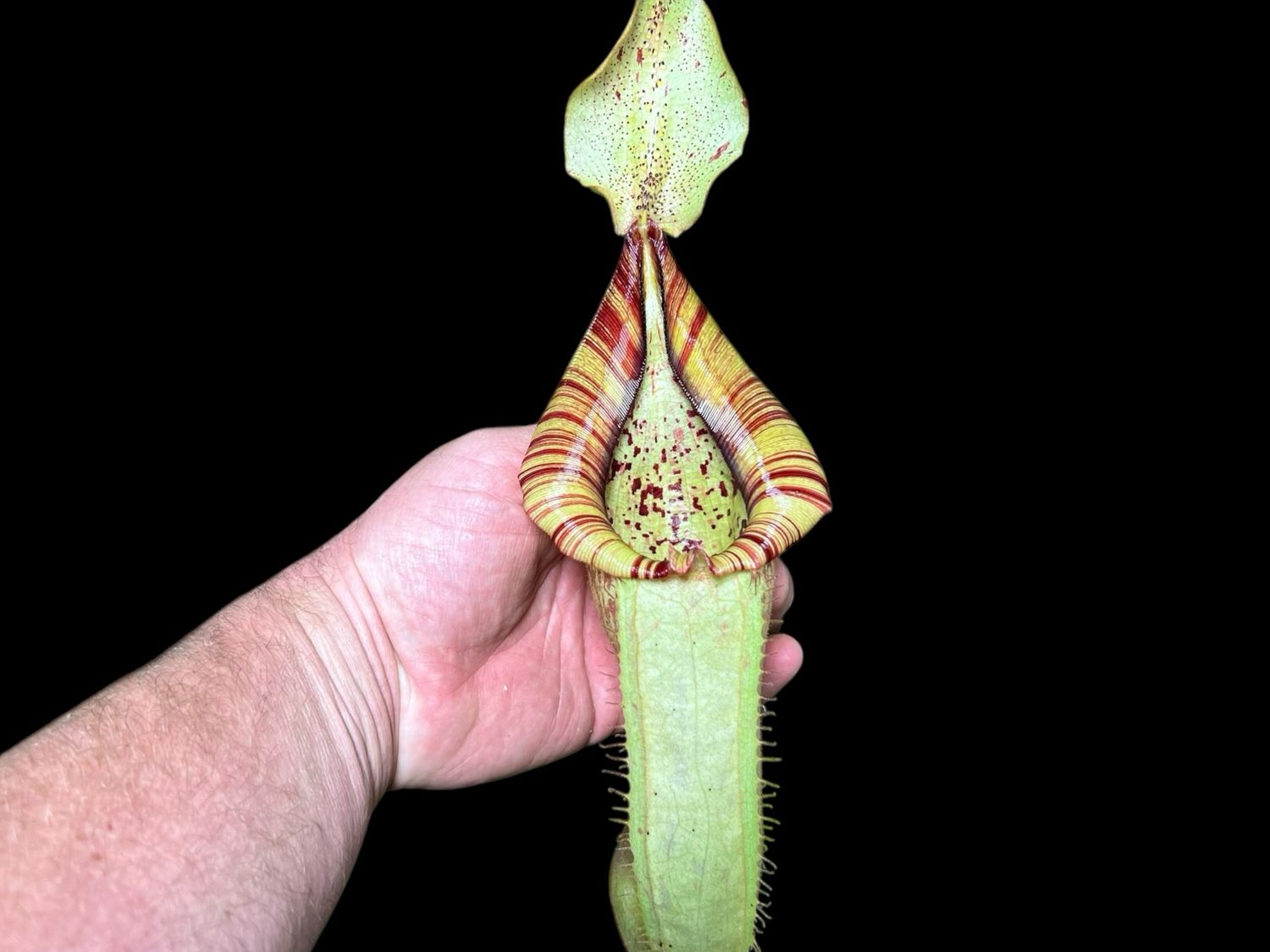 Nepenthes Dyeriana