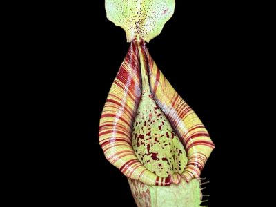 Nepenthes Dyeriana