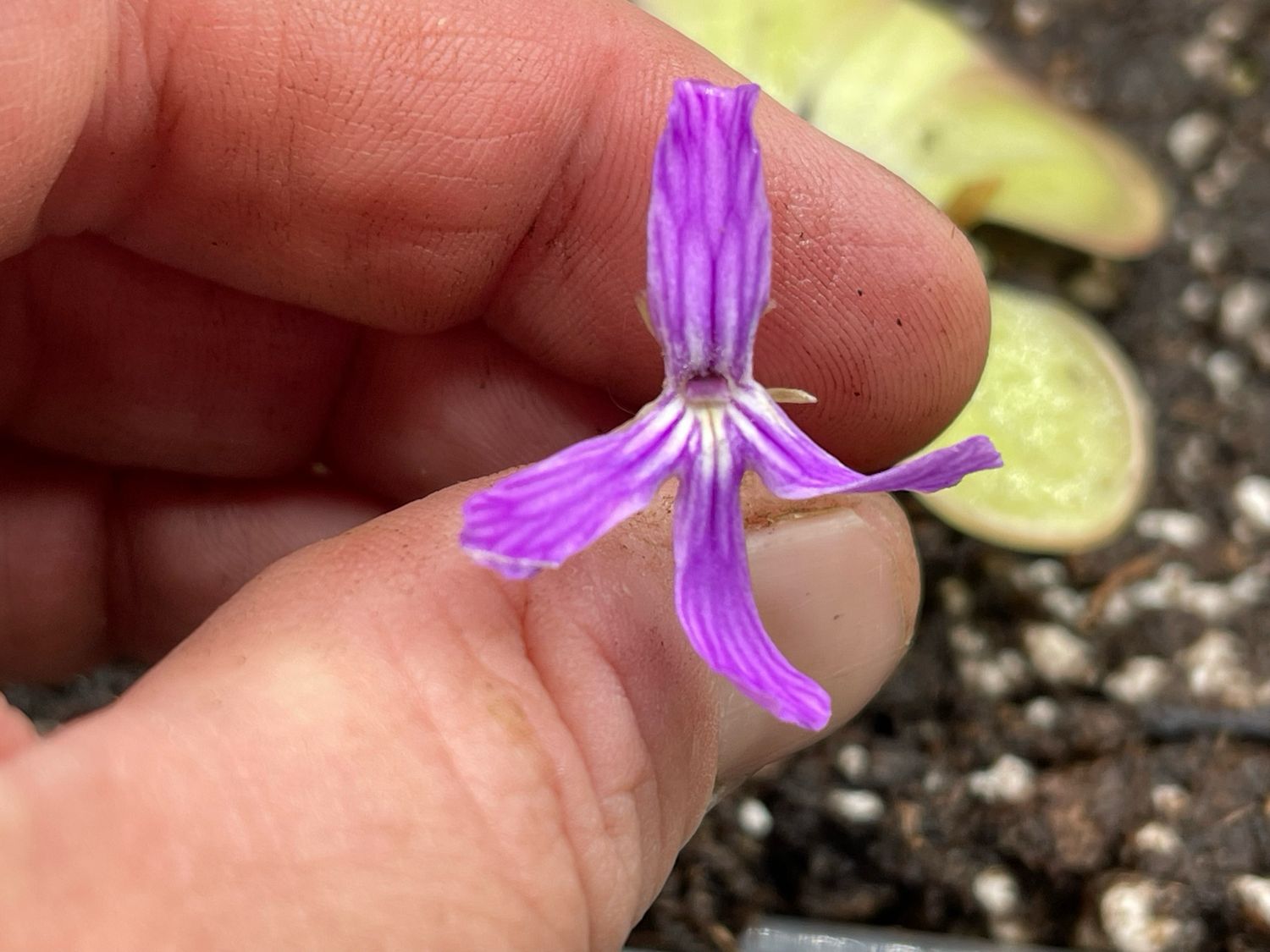 Pinguicula rectifolia