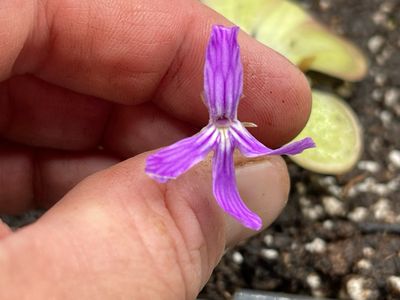 Pinguicula rectifolia
