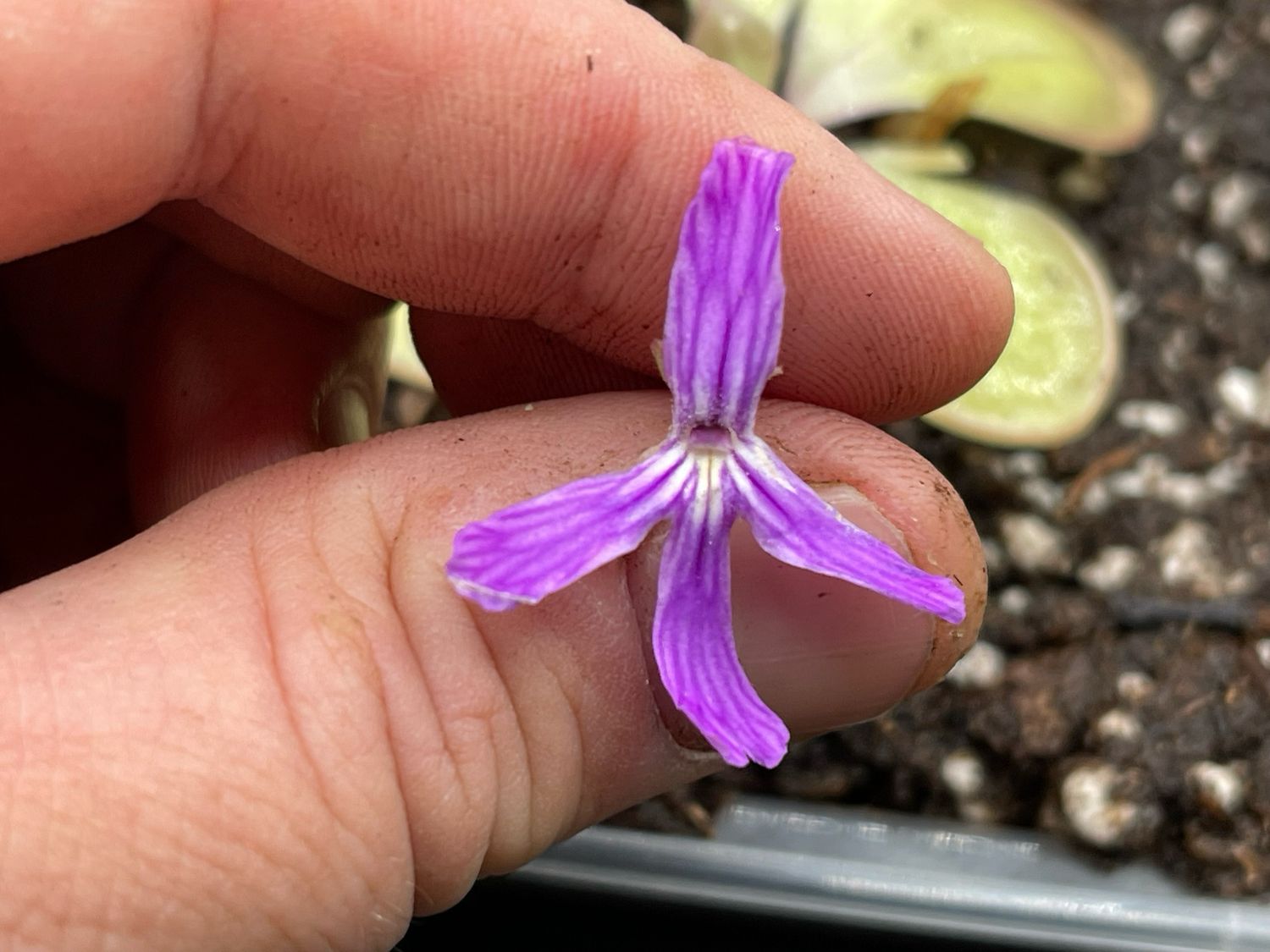 Pinguicula rectifolia
