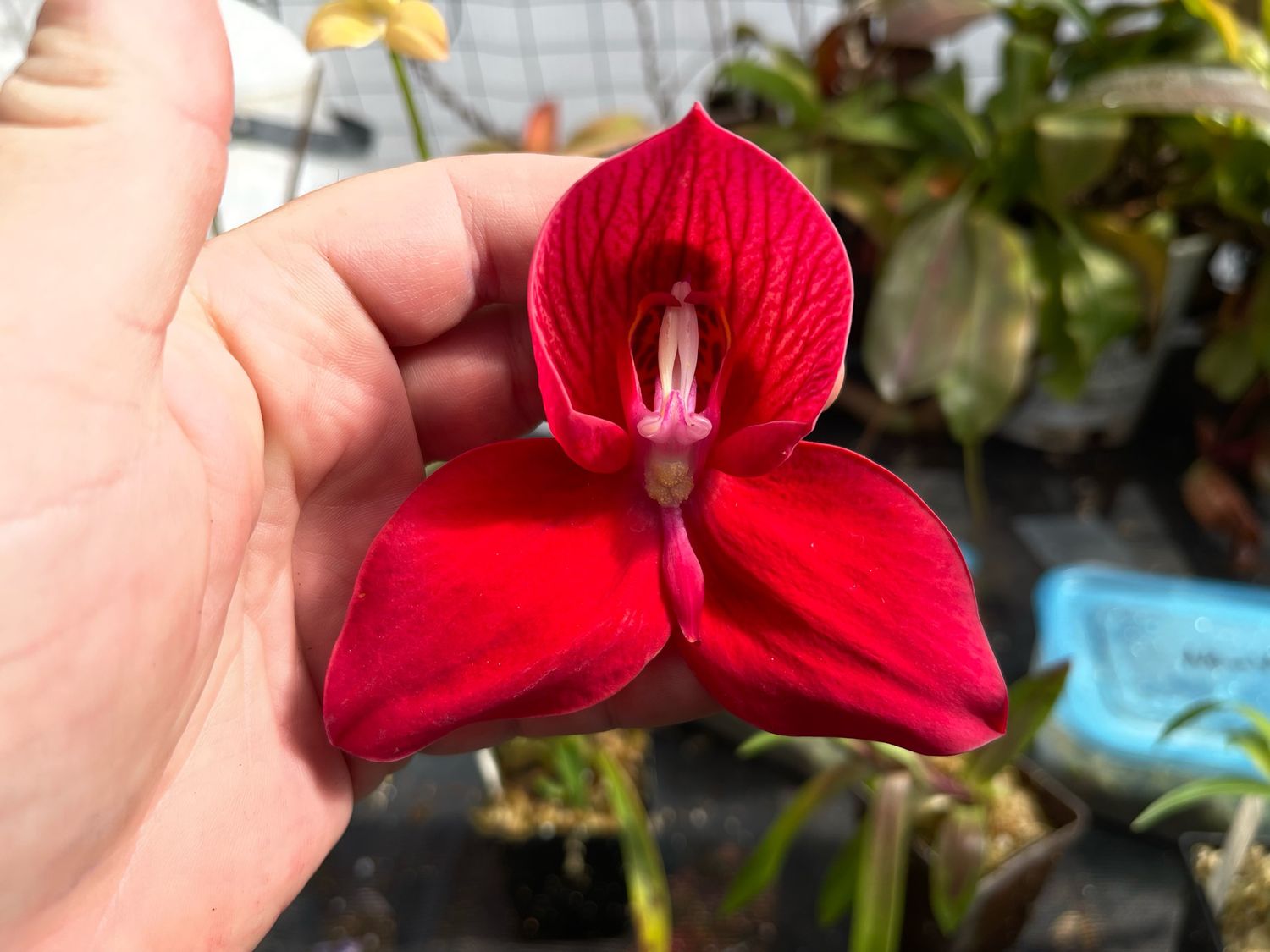 Disa “Diablo Lightning” x uniflora Orchid