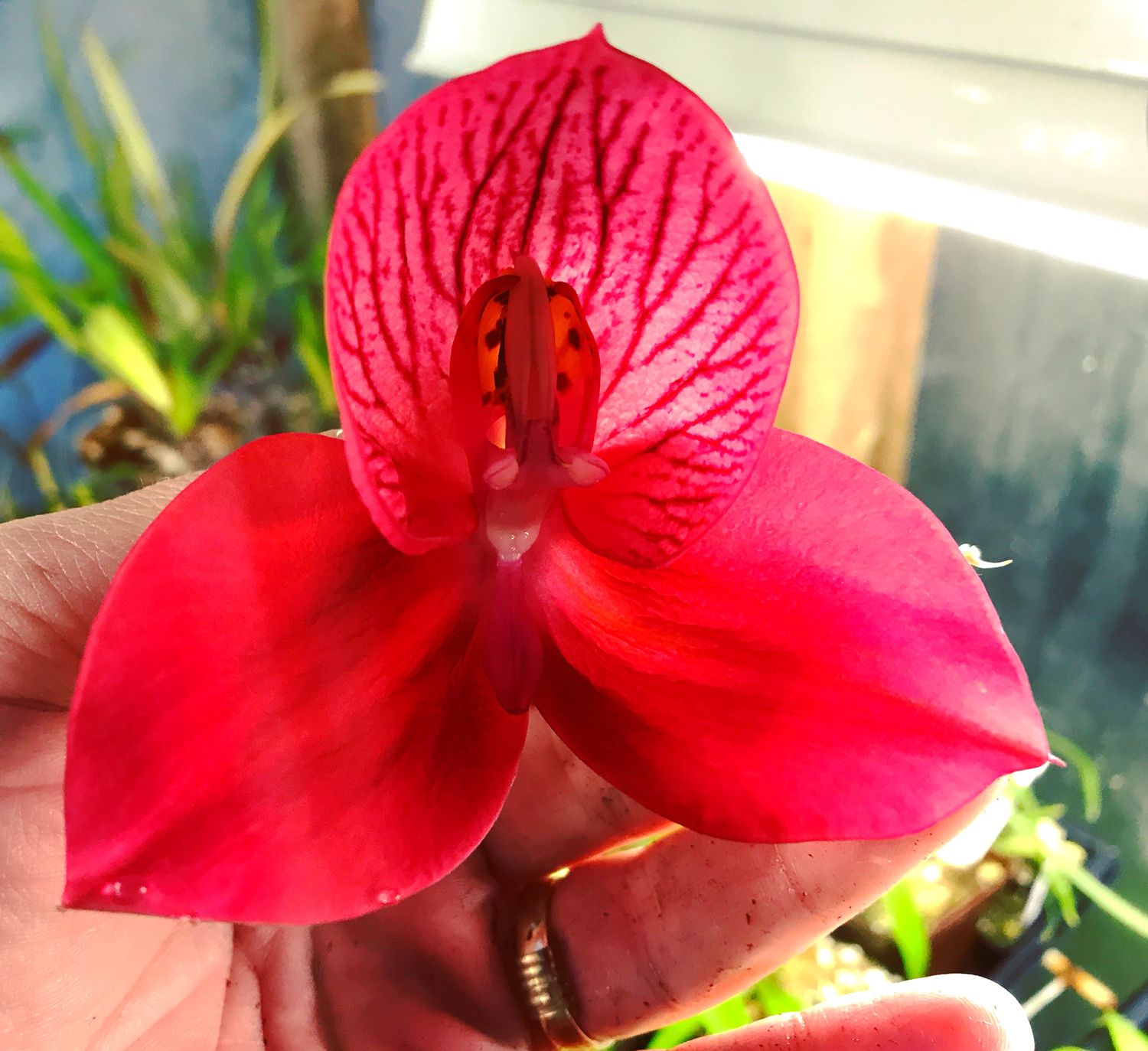 Disa “Diablo Lightning” x uniflora Orchid