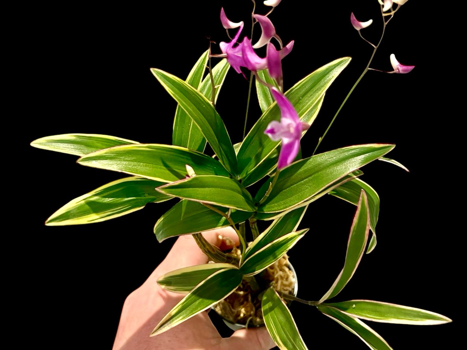 Dendrobium kingianum variegated Orchid 