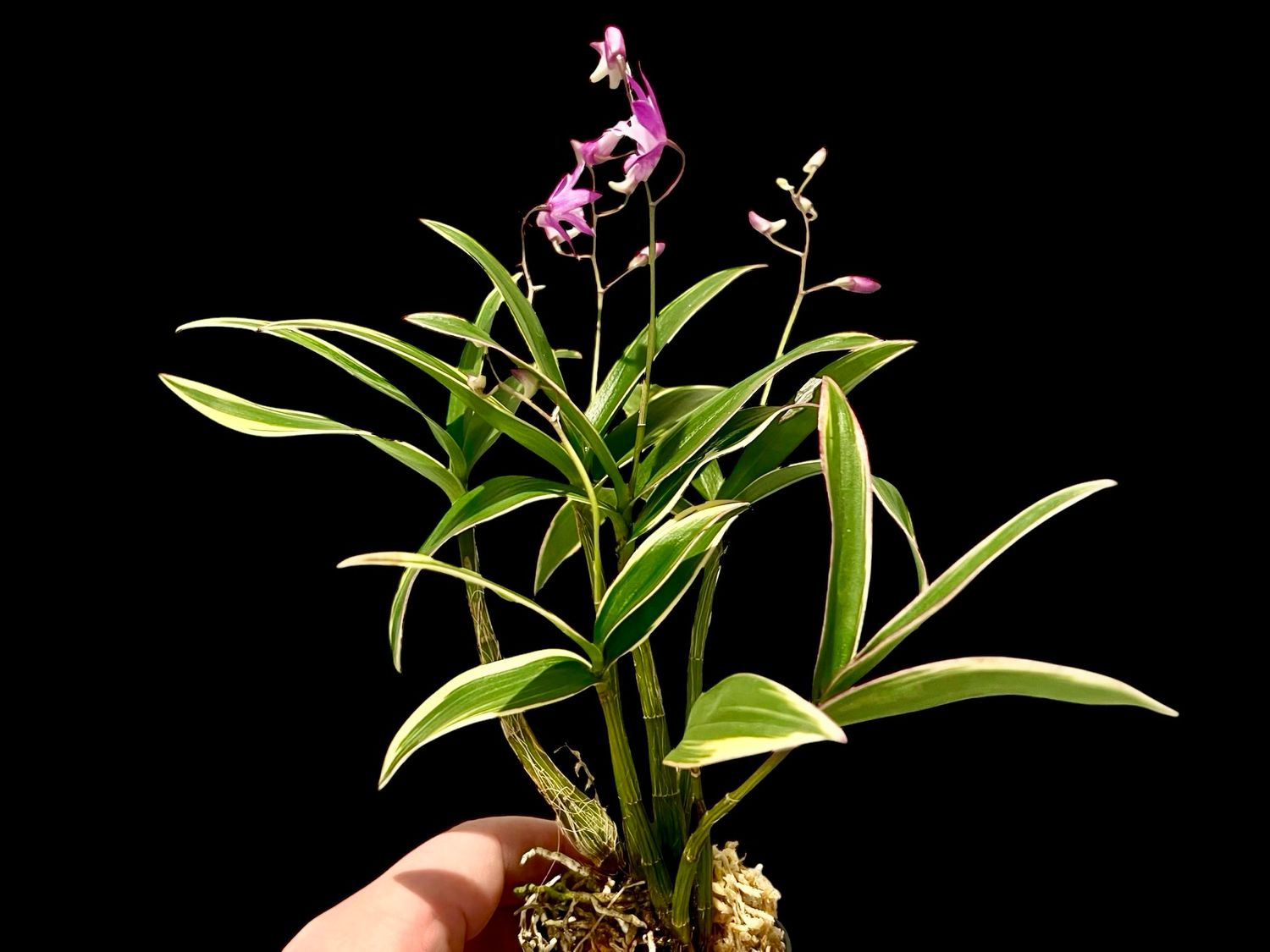 Dendrobium kingianum variegated Orchid 