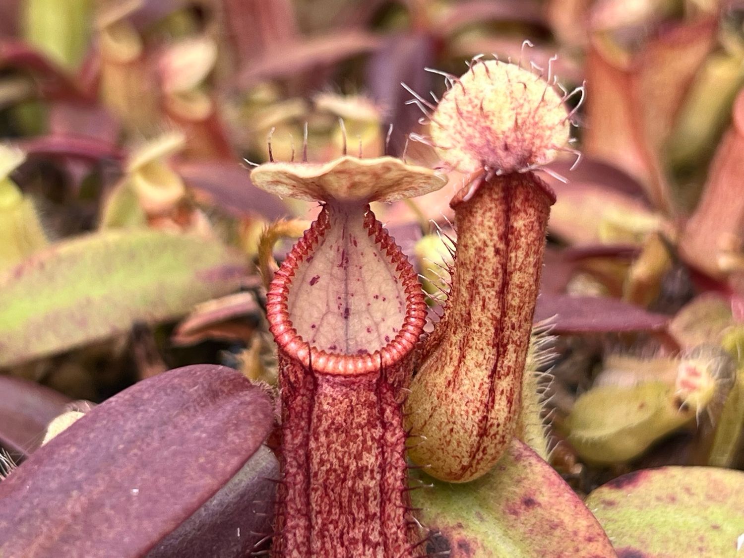 Nepenthes petiolata x hamata