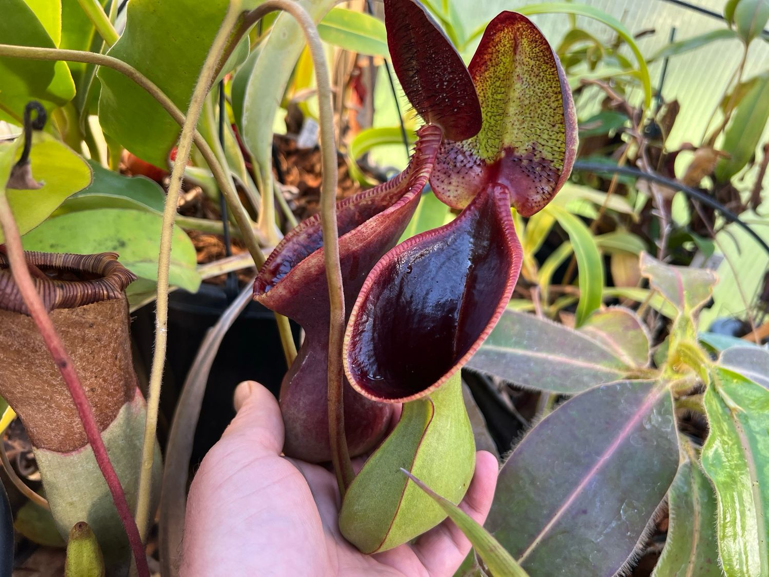 Nepenthes lowii Mt. Murud, 2300m Seed Grown (Large) 