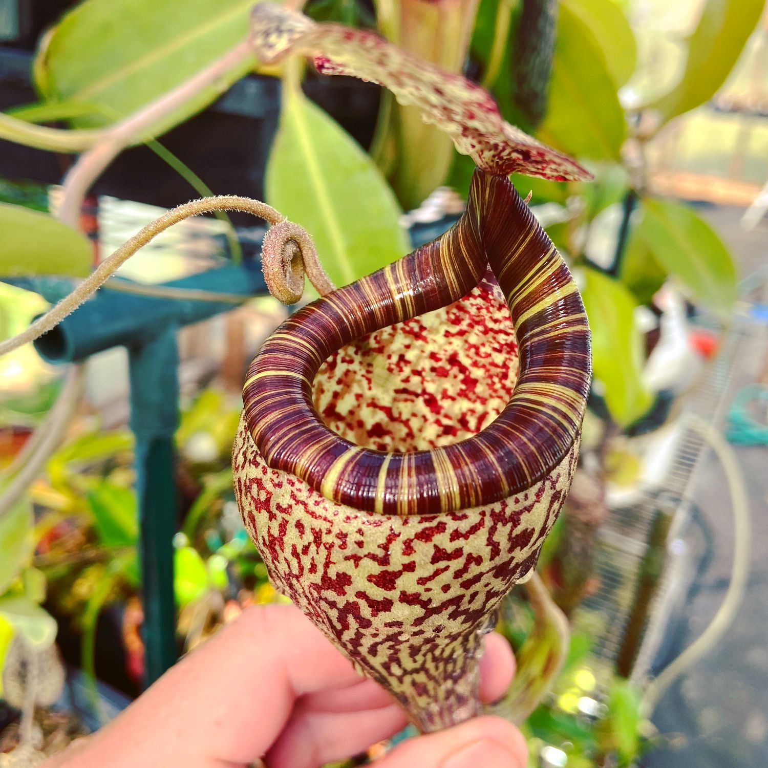 Nepenthes vogelii Gng. Murud.1300m Seed Grown (Large) 