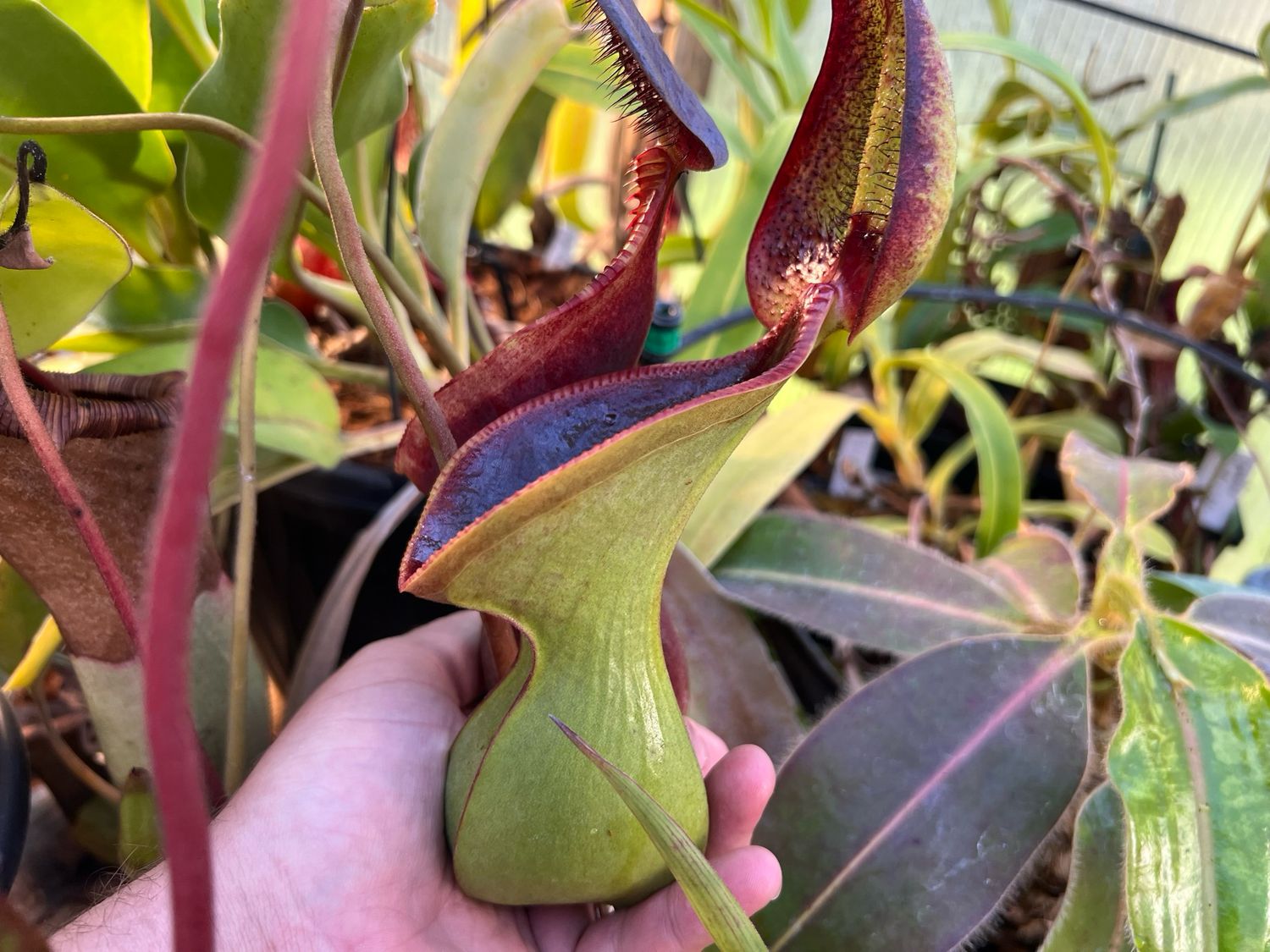 Nepenthes lowii Mt. Murud, 2300m Seed Grown (Large) 