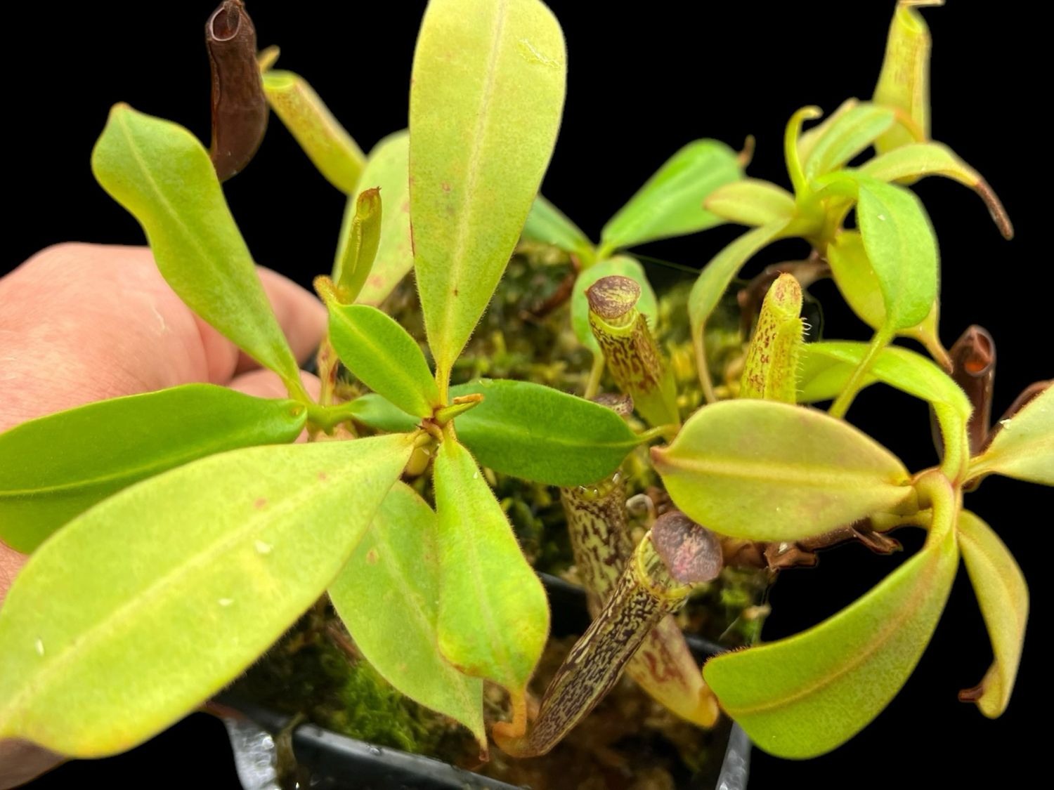 Nepenthes vogelii Gng. Murud.1300m Seed Grown (Large) 