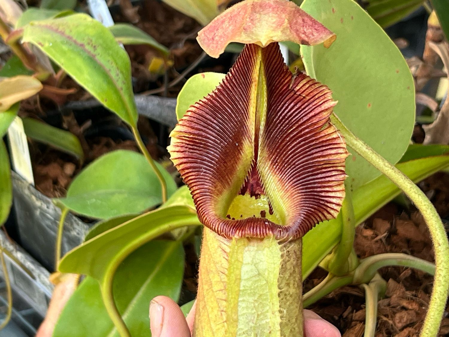 Nepenthes nebularum , Mindanao, Philippines