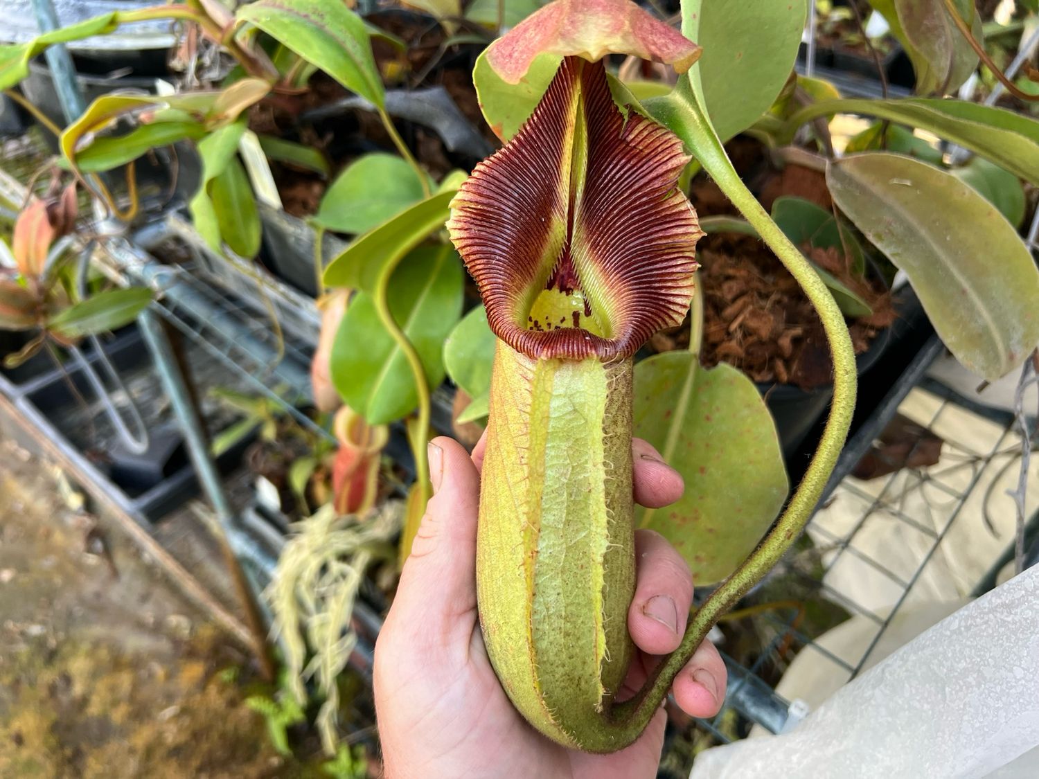 Nepenthes nebularum , Mindanao, Philippines