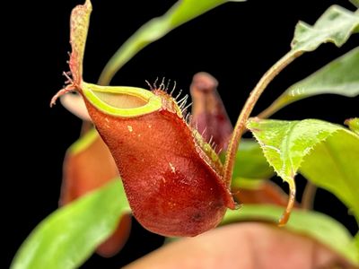 Nepenthes (mirabilis Winged x Viking Wavy Leaf) x ampullaria (Large)