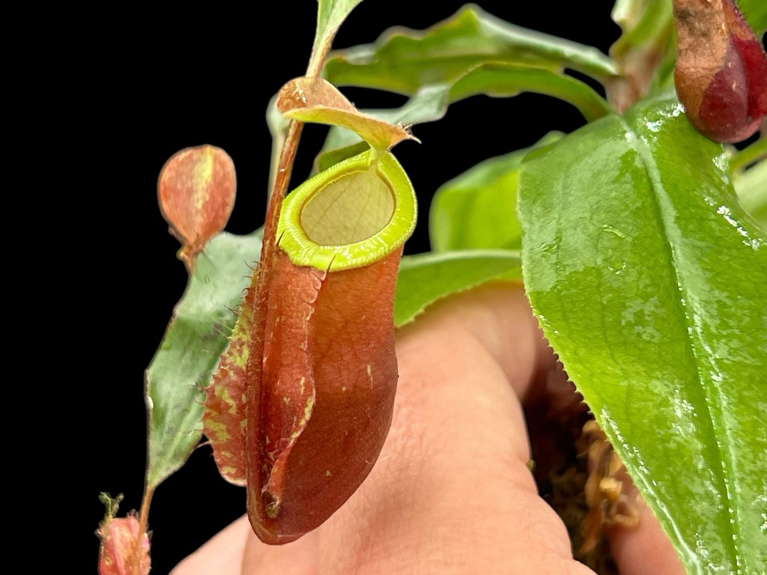 Nepenthes (mirabilis Winged x Viking Wavy Leaf) x ampullaria (Large)