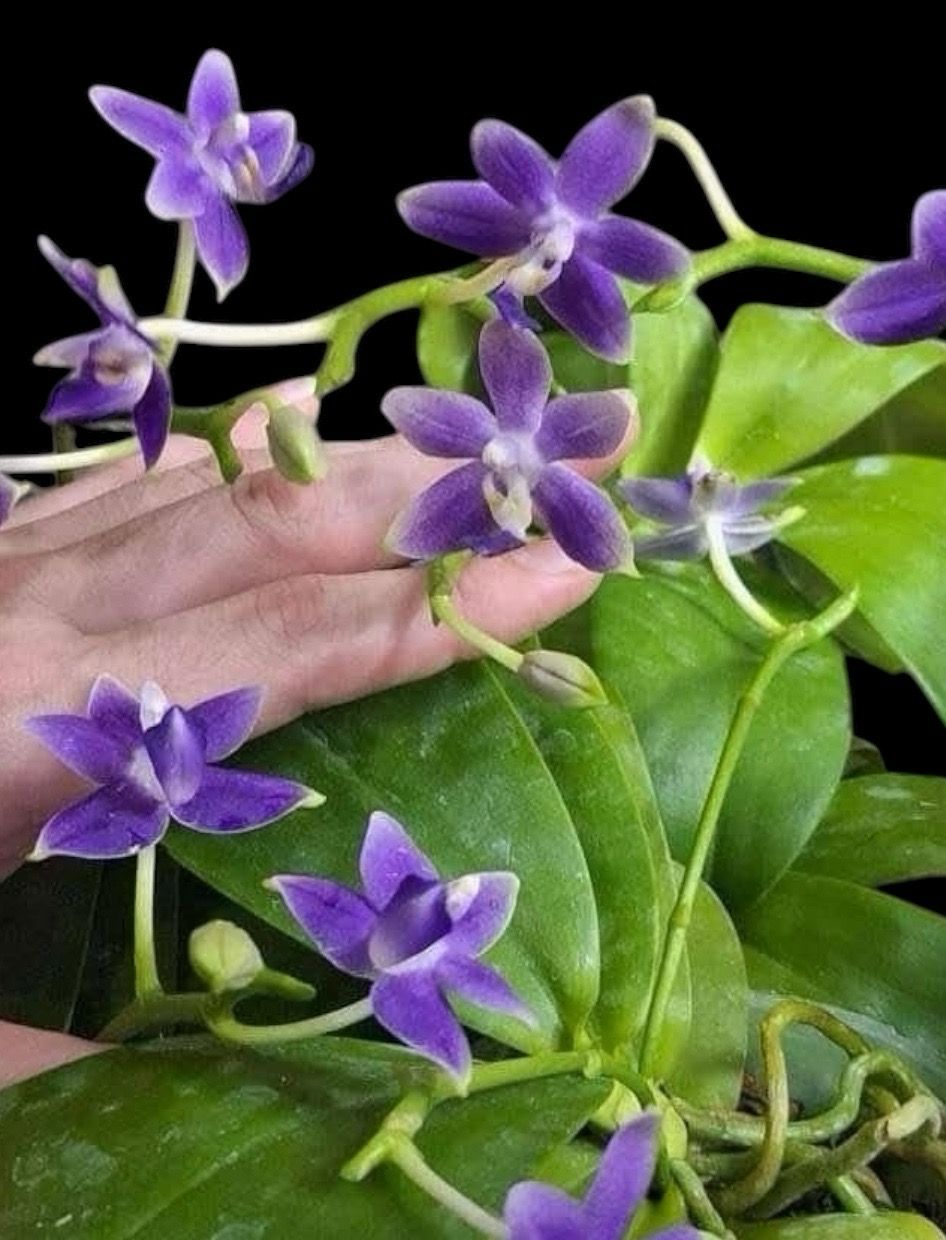 Phalaenopsis violacea f. corulea x equestris f. coerulea Orchid