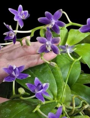 Phalaenopsis violacea f. corulea x equestris f. coerulea Orchid