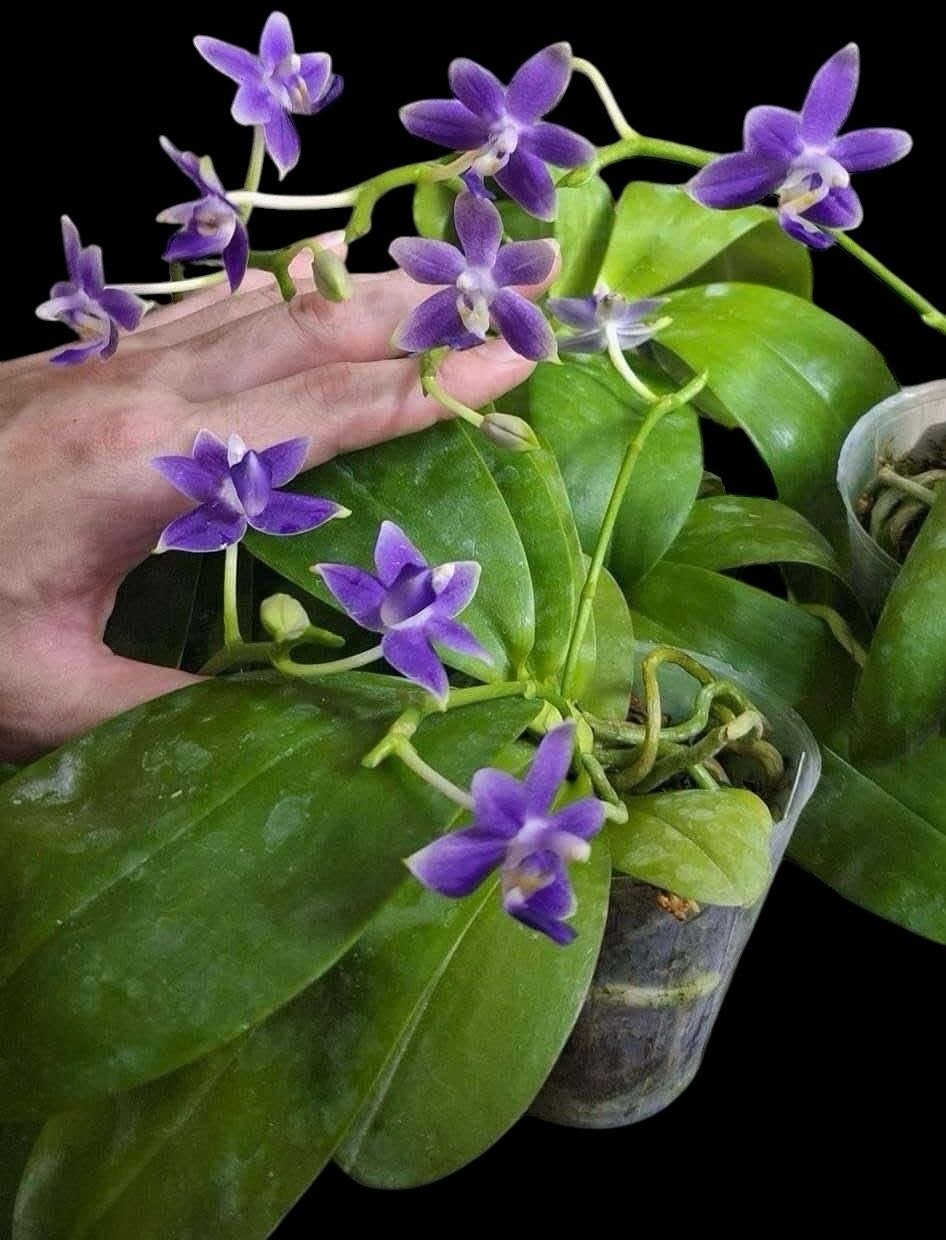Phalaenopsis violacea f. corulea x equestris f. coerulea Orchid