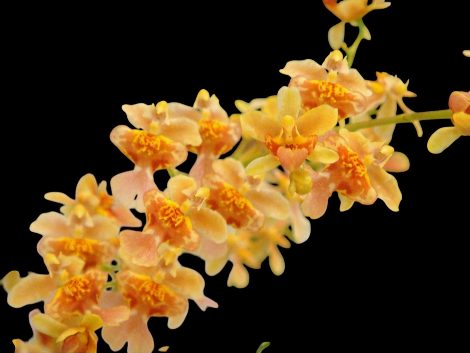 Oncidium Twinkle ‘Tiny Twinkle Orange’ - variegated 達歷文心