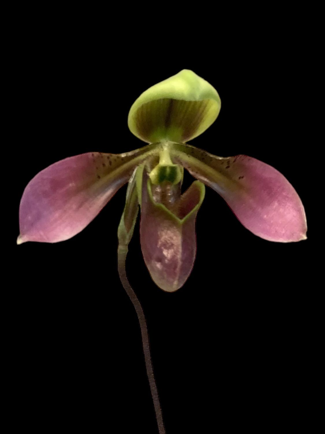 Paphiopedilum hainanense (&#39;Crown&#39; x &#39;Rising Star&#39;)