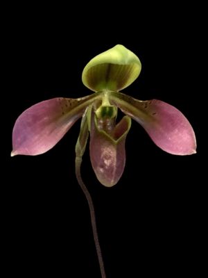 Paphiopedilum hainanense (&#39;Crown&#39; x &#39;Rising Star&#39;)