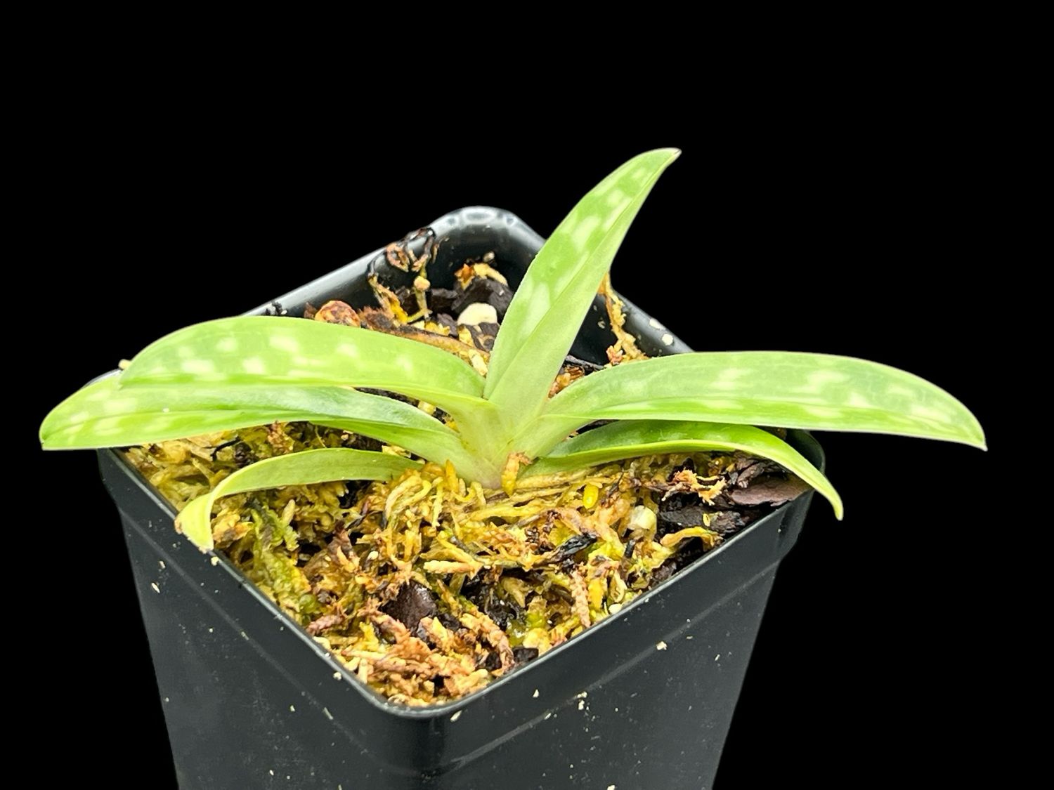 Paphiopedilum hainanense ('Crown' x 'Rising Star')