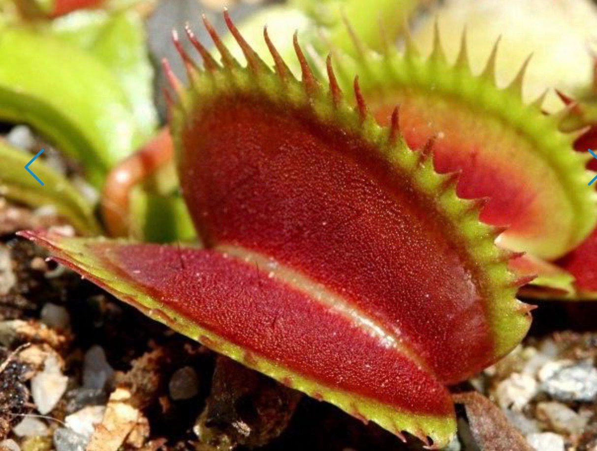 Dionaea muscipula  FTS ‘ Flaming Lips ’ (small)