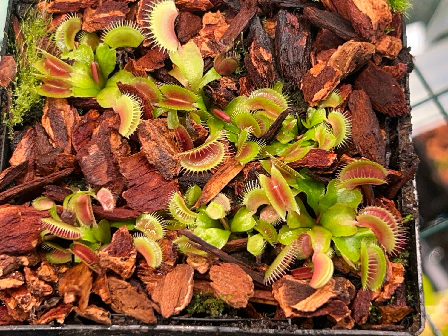 Dionaea muscipula  FTS ‘ Flaming Lips ’ (small)