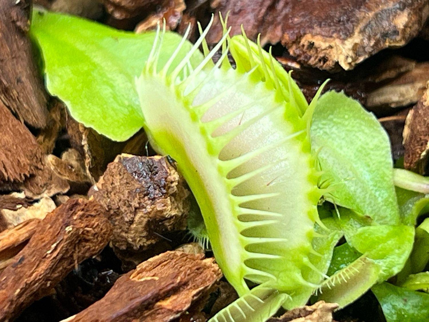 Dionaea muscipula  “Ghost” (small)