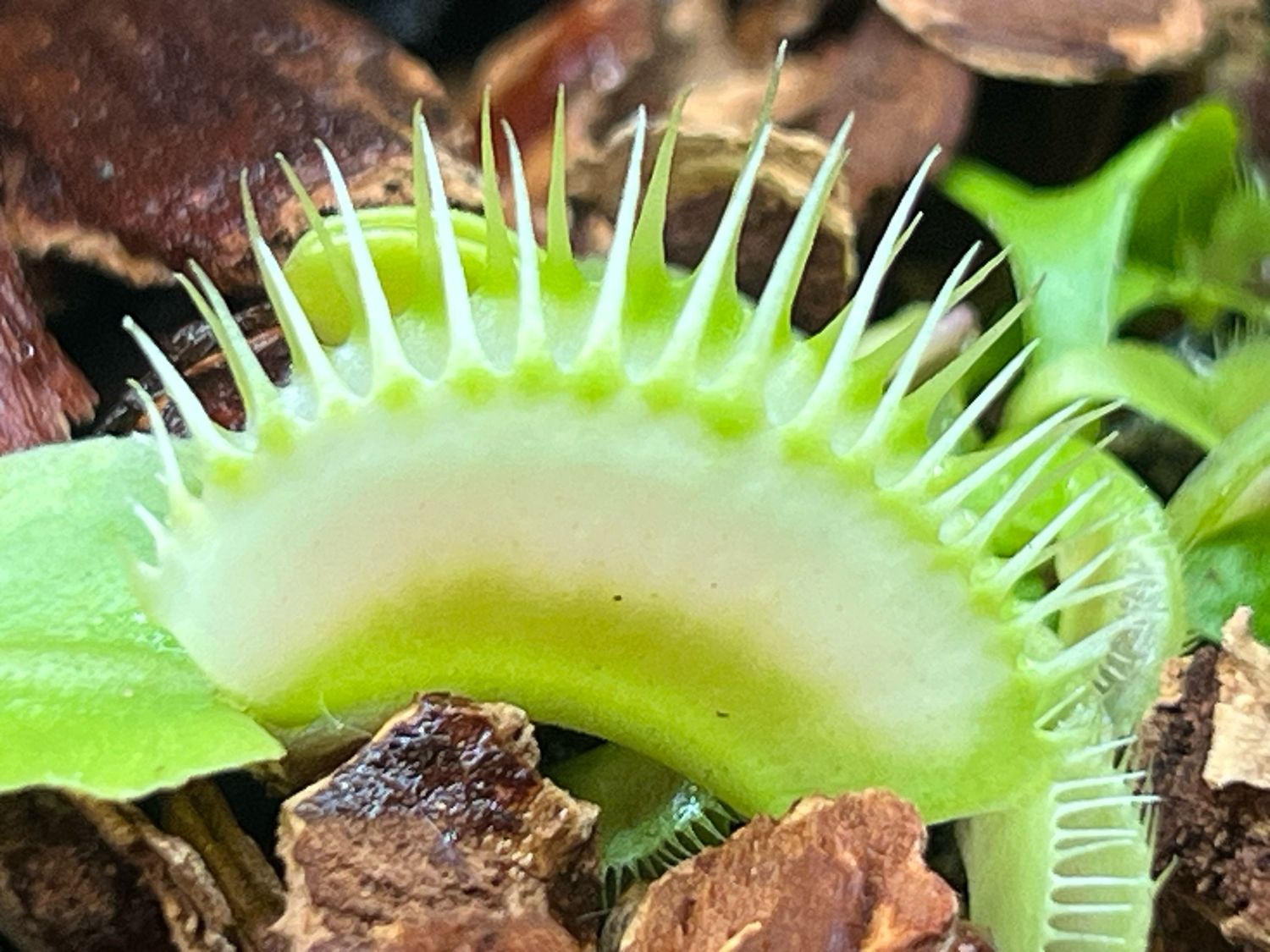 Dionaea muscipula  “Ghost” (small)