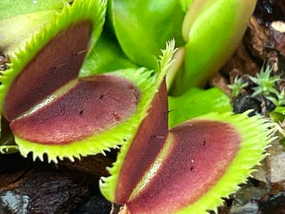 Dionaea muscipula  “ FTS Lunatic Fringe“ Venus Flytrap (small)