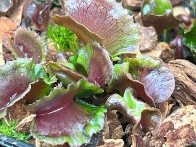 Dionaea muscipula  “AR Werewolf “Venus Flytrap (small)