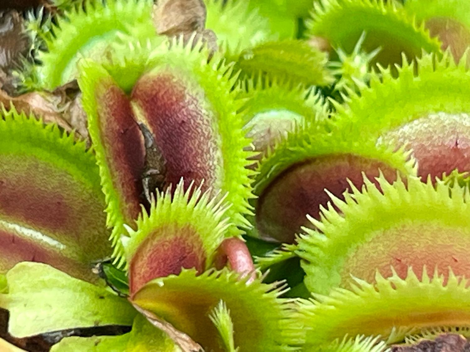 Dionaea muscipula  “ FTS Lunatic Fringe“ Venus Flytrap (small)