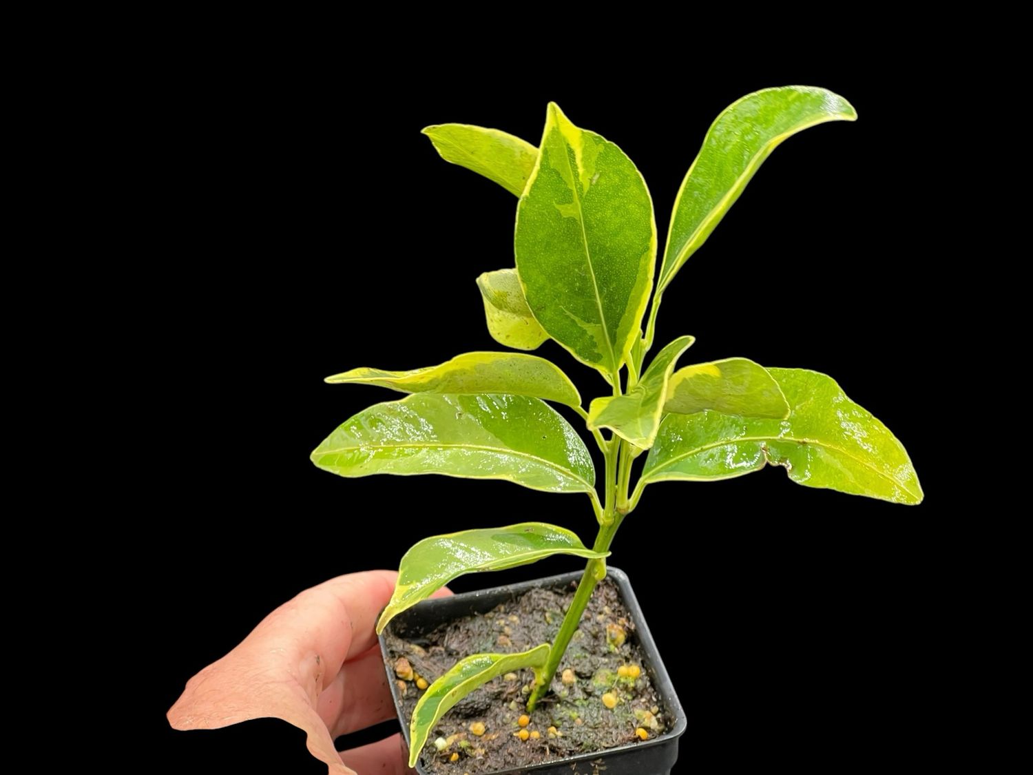 Kumquat Citrus- Nagami Centennial Variegated kumquat