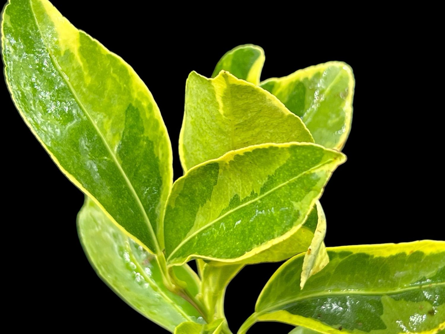 Kumquat Citrus- Centennial Variegated kumquat