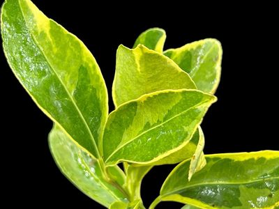Kumquat Citrus- Centennial Variegated kumquat