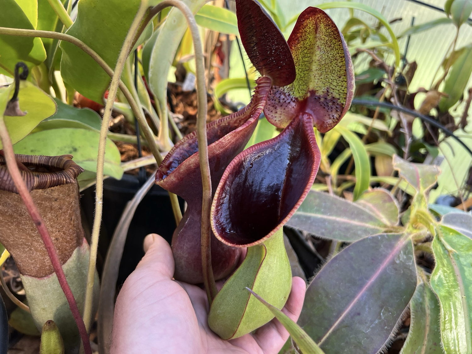 Nepenthes lowii Mt. Murud, 2300m Seed Grown (Medium) 