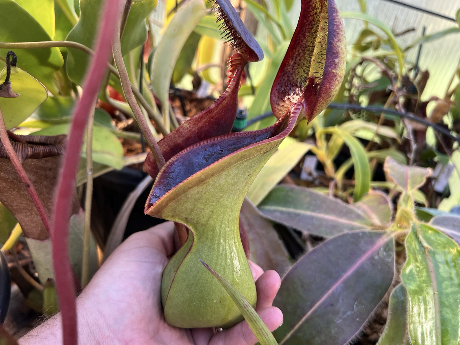 Nepenthes lowii Mt. Murud, 2300m Seed Grown (Small) 
