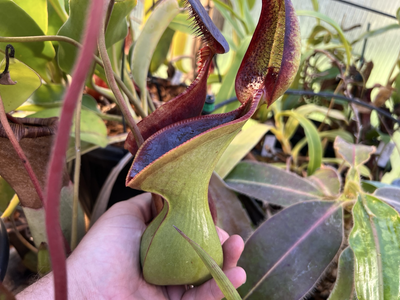 Nepenthes lowii Mt. Murud, 2300m Seed Grown (Small) 