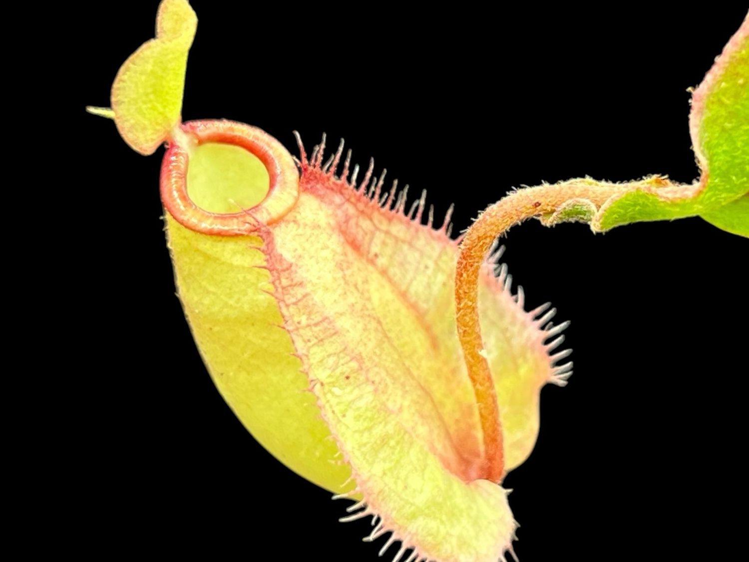 Nepenthes mirabilis winged x (ampullaria red stripe x ampullaria red miracle) - Large