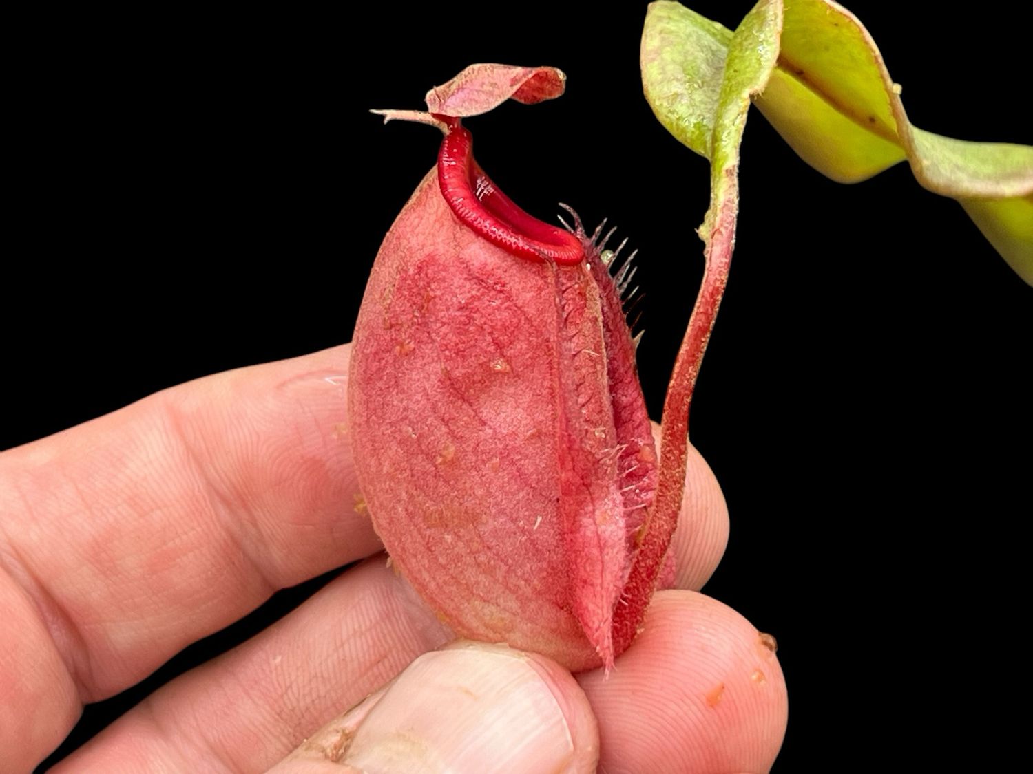 Nepenthes mirabilis winged x (ampullaria red stripe x ampullaria red miracle) - Large