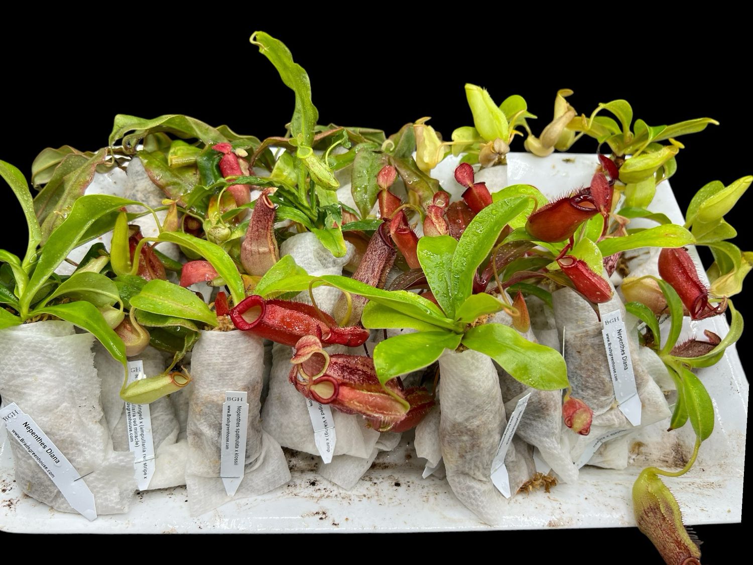 18 Wholesale Tropical Pitcher Plant (Nepenthes) Kit