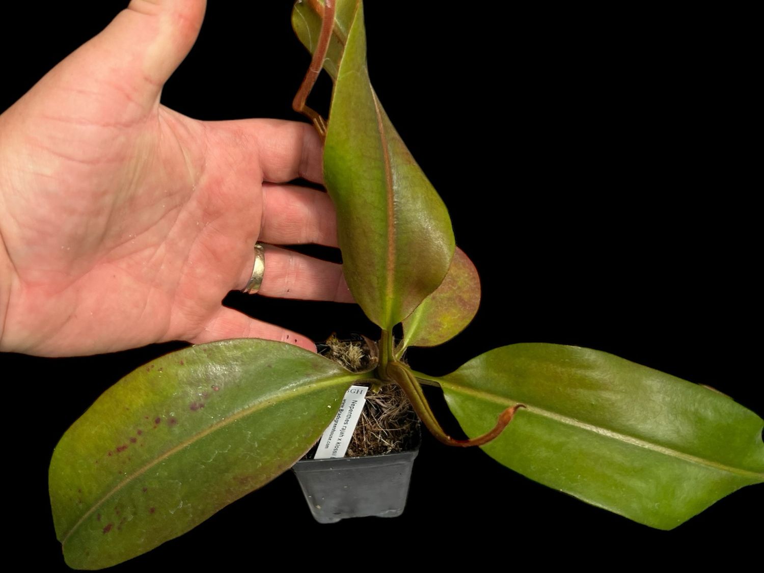Nepenthes rajah x klossii BE-4071 (X- Large)