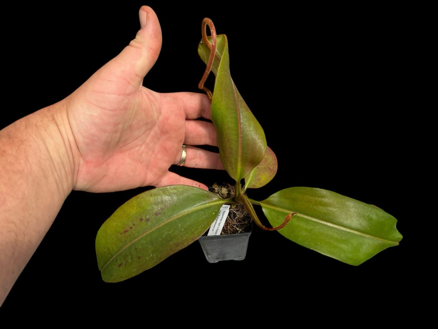 Nepenthes rajah x klossii BE-4071 (X- Large)