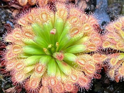 Drosera fluva - Very Limited! 