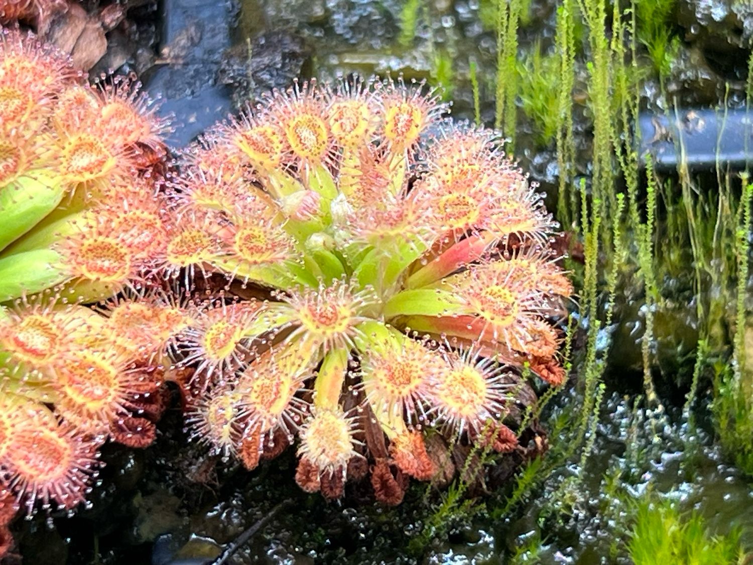 Drosera fluva - Very Limited! 