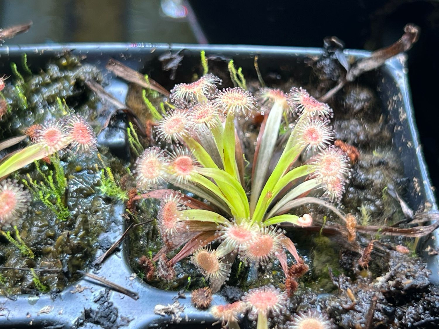 Drosera caduca - Bachsten Creek, Kimberley, Au